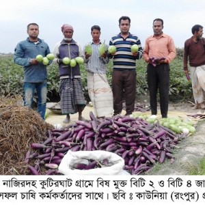 কাউনিয়ায়-বিষ-মুক্ত-বিটি-বেগুন-চাষে-কৃষকের-অভাবনীয়-সাফল্যে